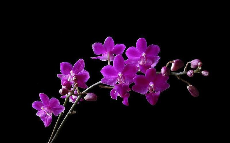 Purple Orchid Flowers — Dramatic, Photograph, Flower, Buds, Stem