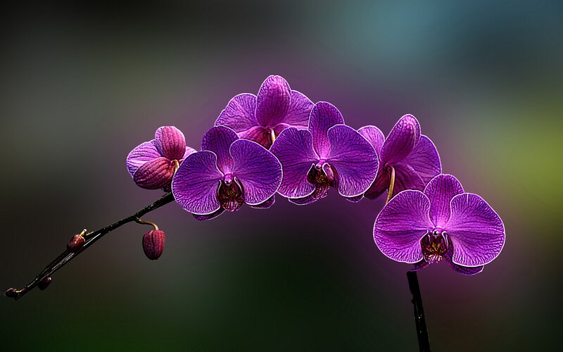 Purple Orchid Flowers — Dramatic, Photograph, Flower, Buds