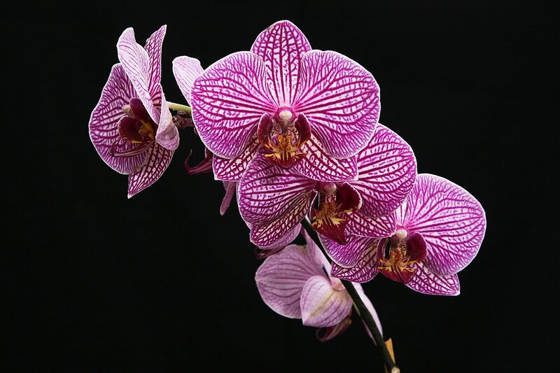 Purple Orchid Flowers — Dramatic, Photograph, Flower, Stem, Black Background