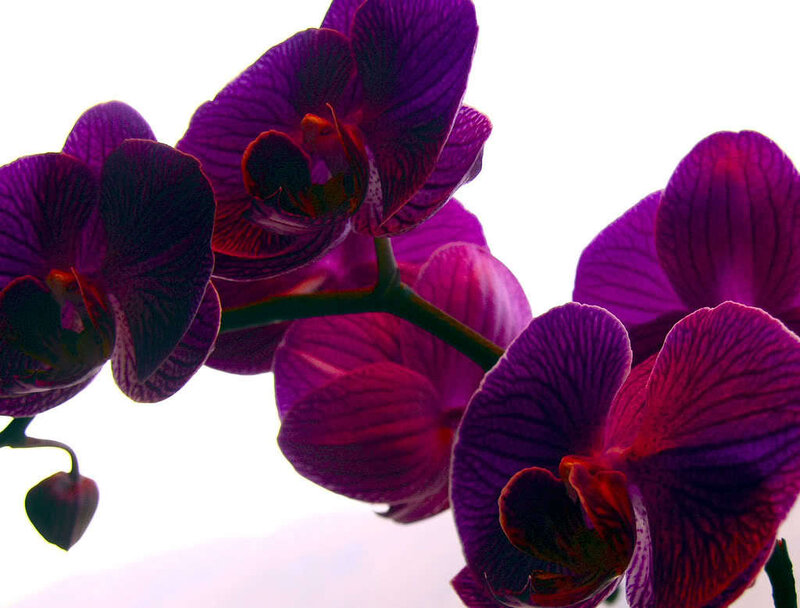 Purple Orchid Flowers — Dramatic, Photograph, Flower, Stem, Bloom, Magenta