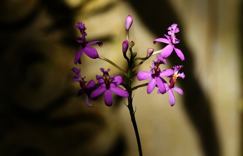 Purple Orchid Flowers — Dramatic, Photograph, Flower, Stem, Bloom