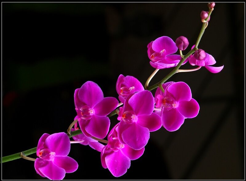 Purple Orchid Flowers — Dramatic, Photograph, Flower, Stem, Buds, Green