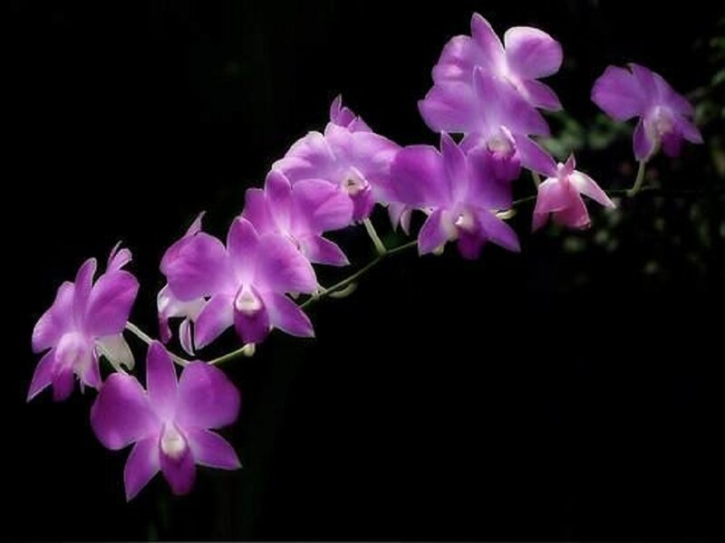 Purple Orchid Flowers — Dramatic, Photograph, Flower, Stem, Dark Background