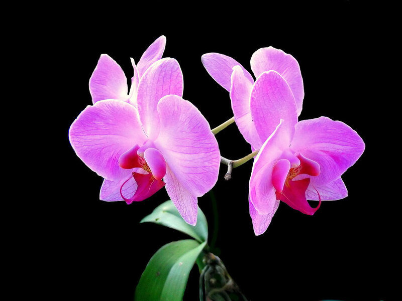 Purple Orchid Flowers — Dramatic, Photograph, Flower, Stem, Leaf