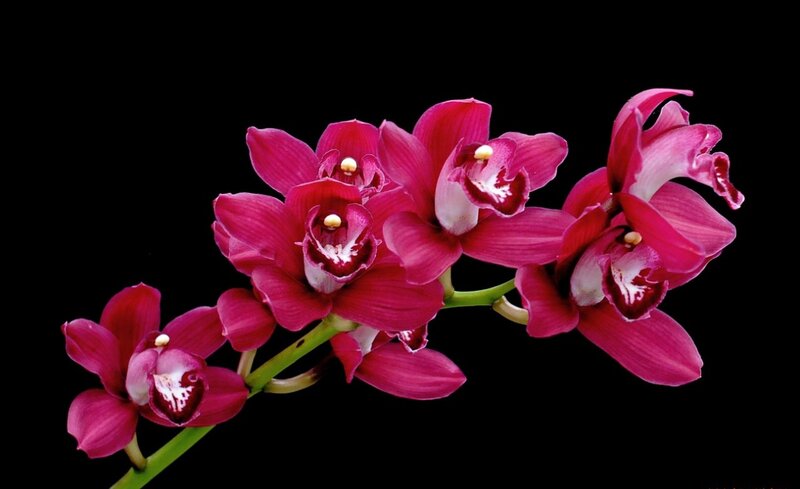 Purple Orchid Flowers — Dramatic, Photograph, Flower, Stem, Petals