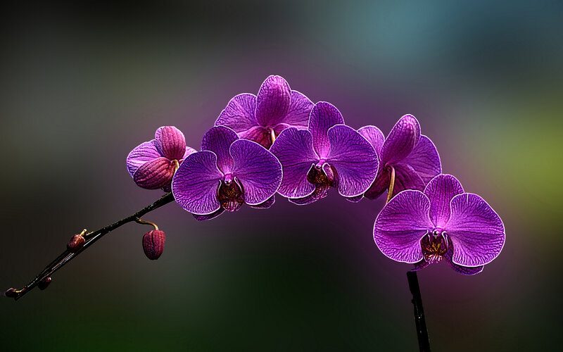 Purple Orchid Flowers — Dramatic, Photograph, Flower, Stem