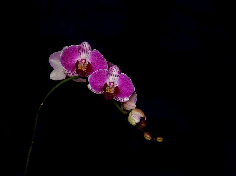 Purple Orchid Flowers — Dramatic, Photograph, Flower