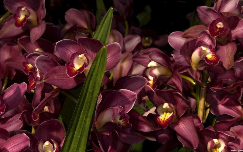 Purple Orchid Flowers — Dramatic, Photograph, Green Leaf, Flower
