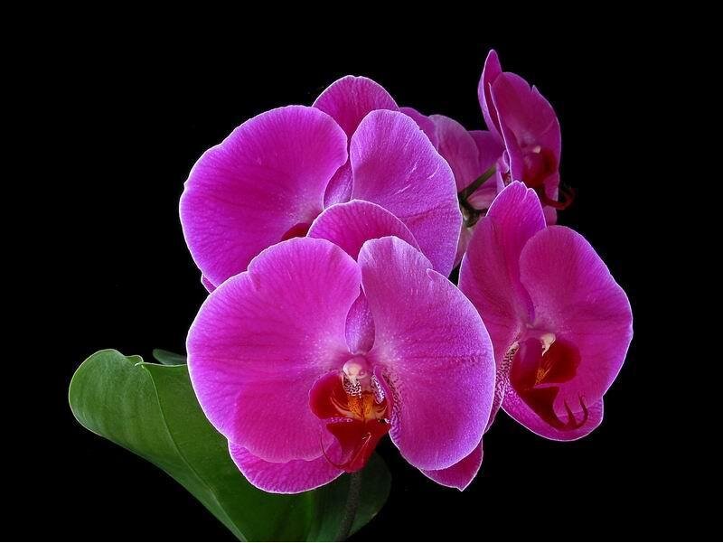 Purple Orchid Flowers — Dramatic, Photograph, Green Leaf