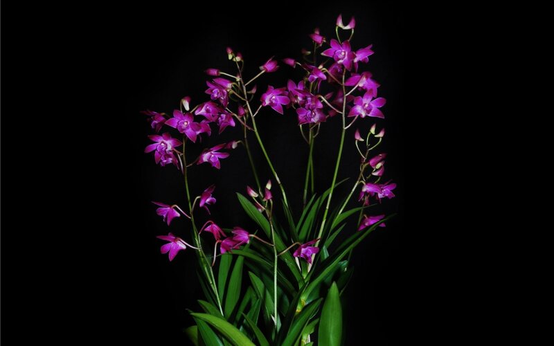 Purple Orchid Flowers — Dramatic, Photograph, Green Leaves, Black Background