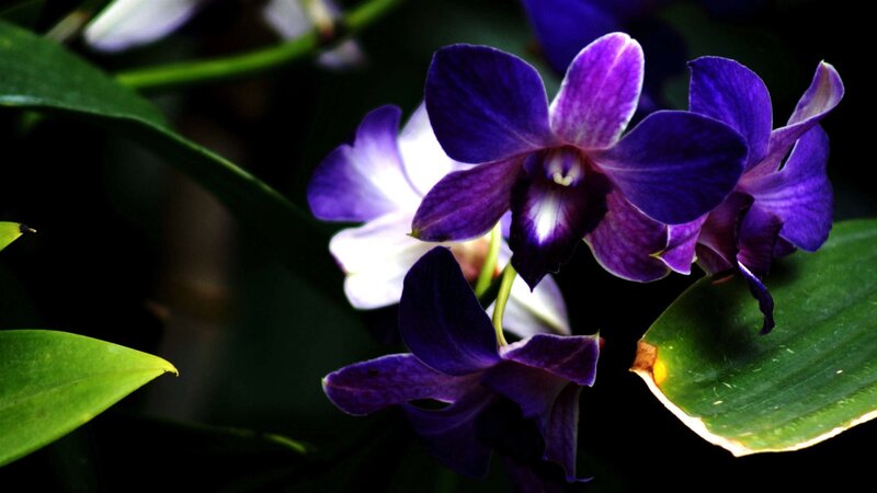 Purple Orchid Flowers — Dramatic, Photograph, Green Leaves, Dark Background