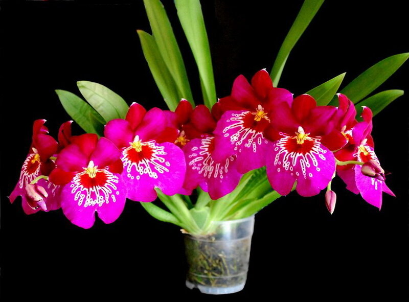 Purple Orchid Flowers — Dramatic, Photograph, Green Leaves