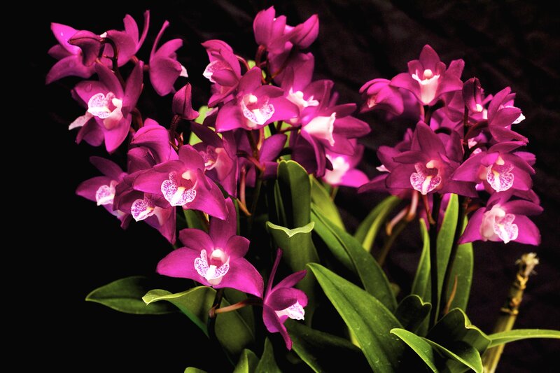 Purple Orchid Flowers — Dramatic, Photograph, Leaves, Dark Background