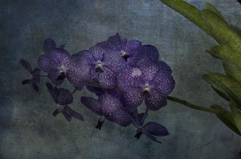 Purple Orchid Flowers — Dramatic, Photograph, Leaves