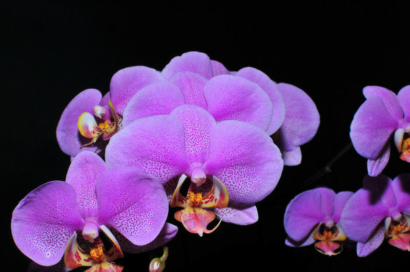 Purple Orchid Flowers — Dramatic, Photograph, Petals, Dark Background