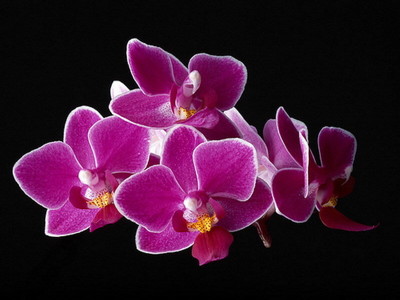 Purple Orchid Flowers — Dramatic, Photograph, Petals, Stem