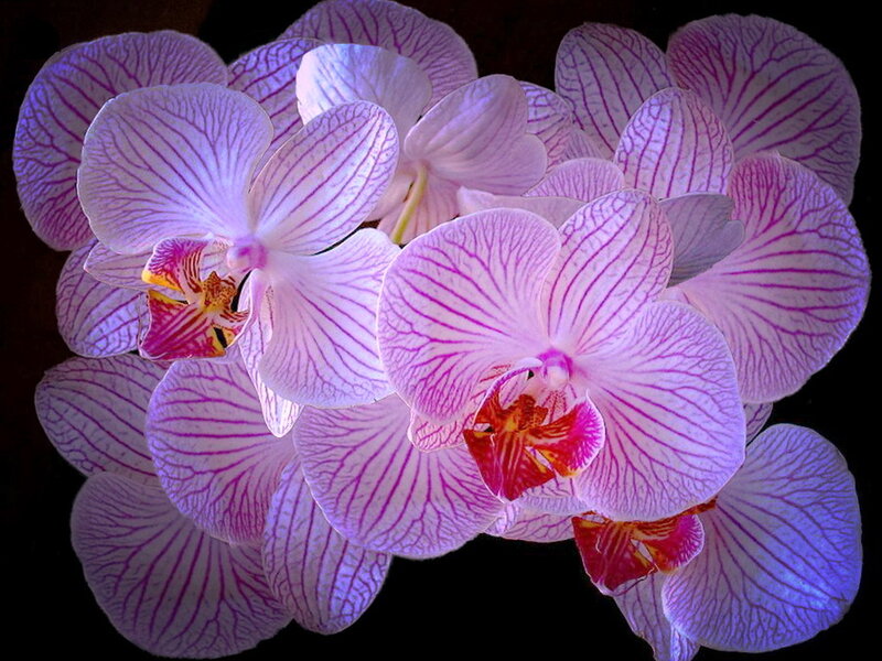 Purple Orchid Flowers — Dramatic, Photograph, Petals