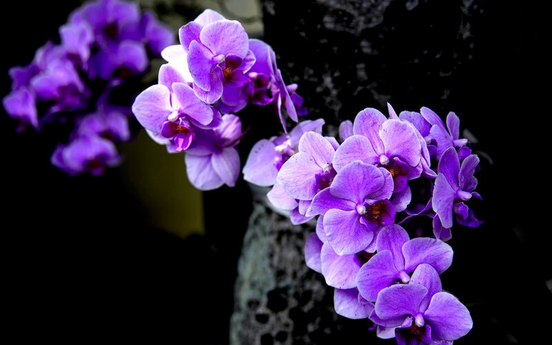 Purple Orchid Flowers — Dramatic, Photograph, Rock