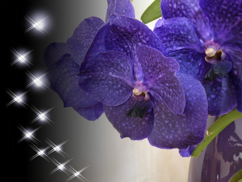 Purple Orchid Flowers — Dramatic, Photograph, Sparkles