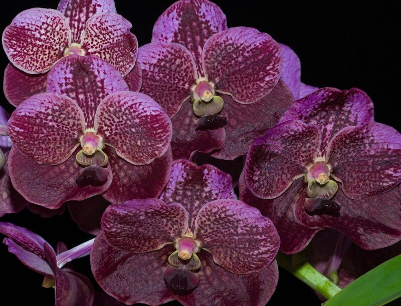 Purple Orchid Flowers — Dramatic, Photograph, Stem, Leaf