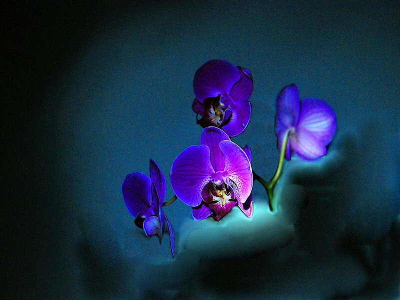 Purple Orchid Flowers — Dramatic, Photograph, Stem
