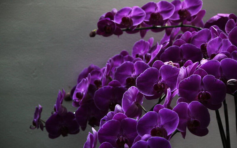 Purple Orchid Flowers — Dramatic, Photograph, Stem, Wall