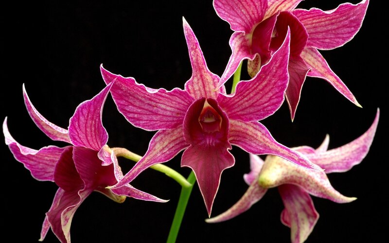 Purple Orchid Flowers — Dramatic, Photograph, Stems, Black Background