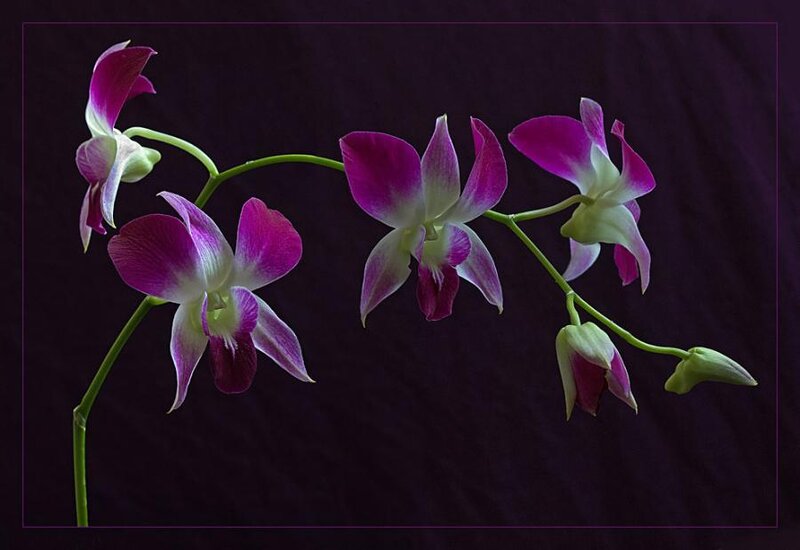 Purple Orchid Flowers — Dramatic, Photograph, Stems, Buds