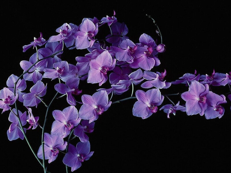 Purple Orchid Flowers — Dramatic, Photograph, Stems, Dark Background