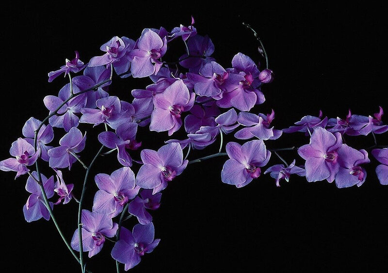 Purple Orchid Flowers — Dramatic, Photograph, Stems