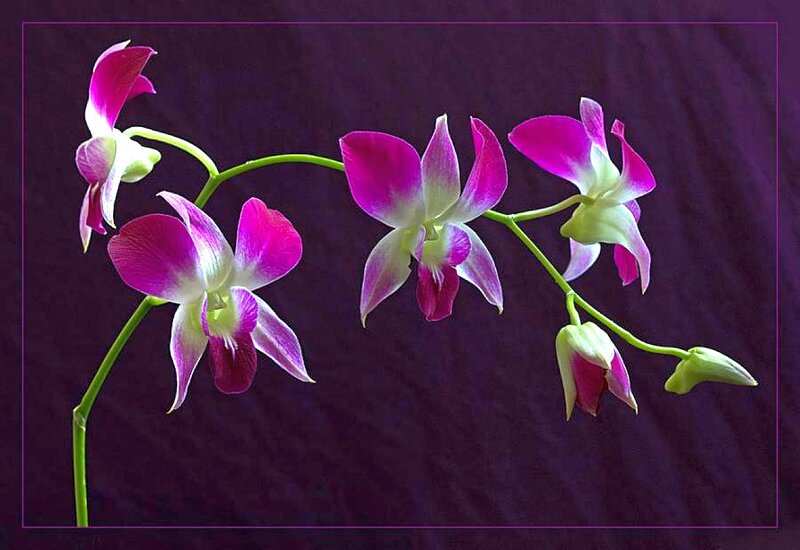 Purple Orchid Flowers — Dramatic, Photograph