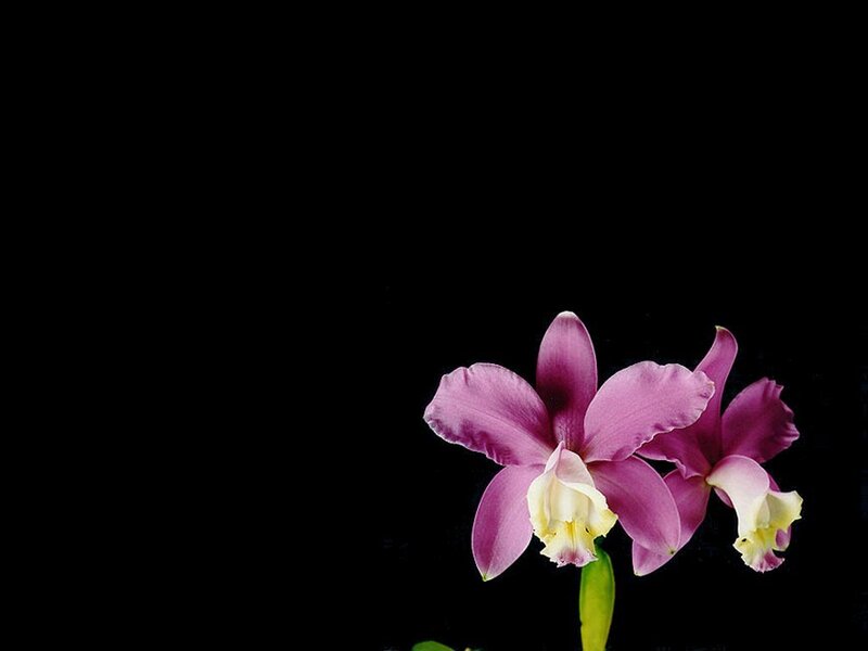 Purple Orchid Flowers — Dramatic