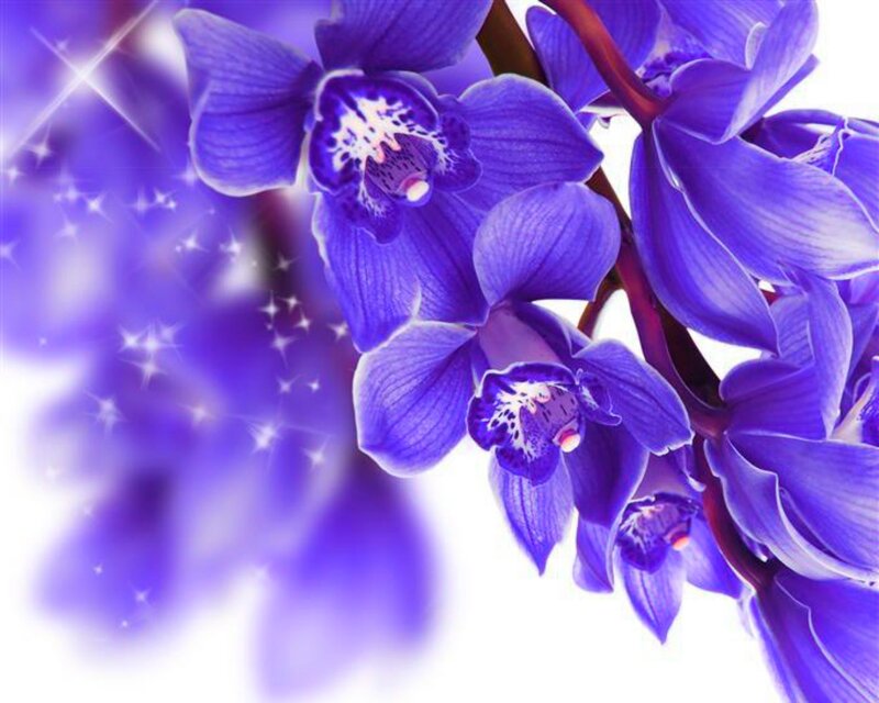 Purple Orchid Flowers — Dreamy, Photograph, Sparkles, Stem