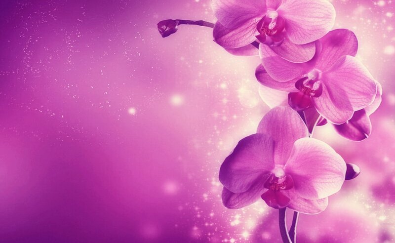 Purple Orchid Flowers — Dreamy, Photograph, Sparkles