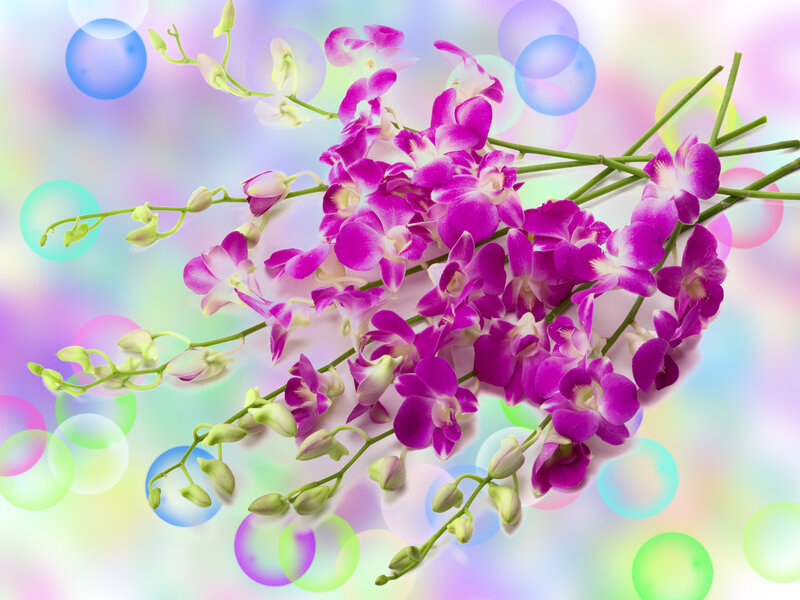 Purple Orchid Flowers — Dreamy, Photograph
