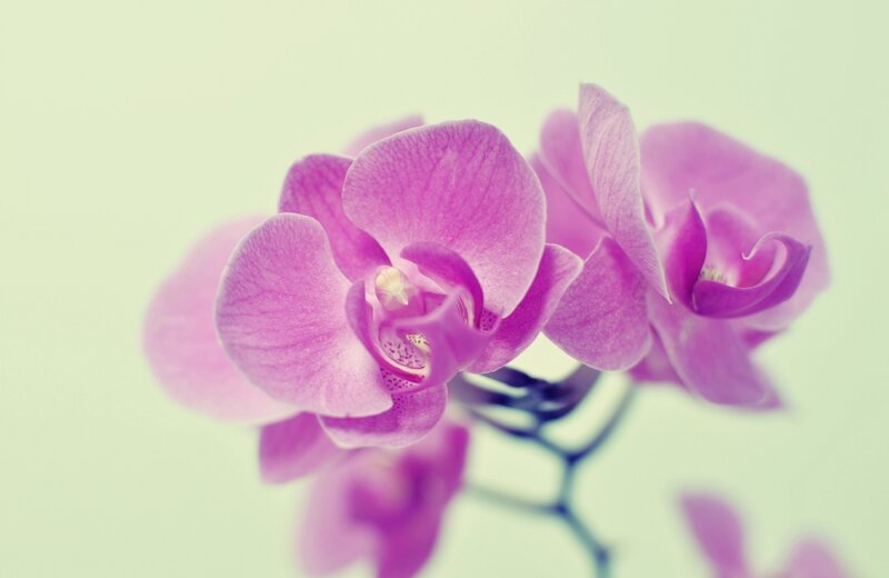 Purple Orchid Flowers — Flower