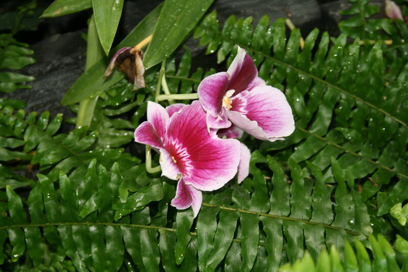 Purple Orchid Flowers — Green, Natural