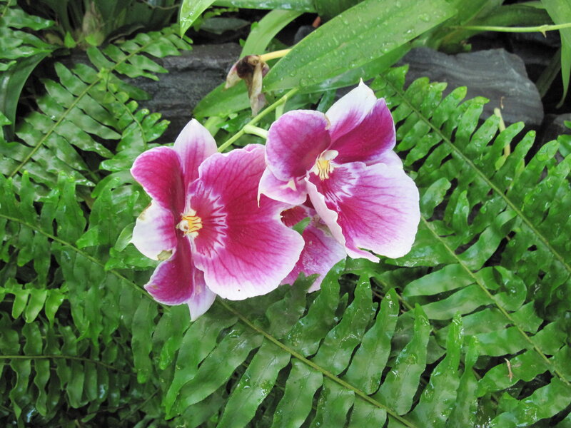 Purple Orchid Flowers — Green