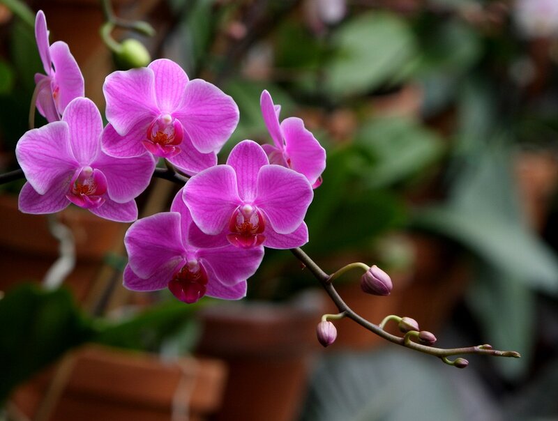 Purple orchid flowers in bloom