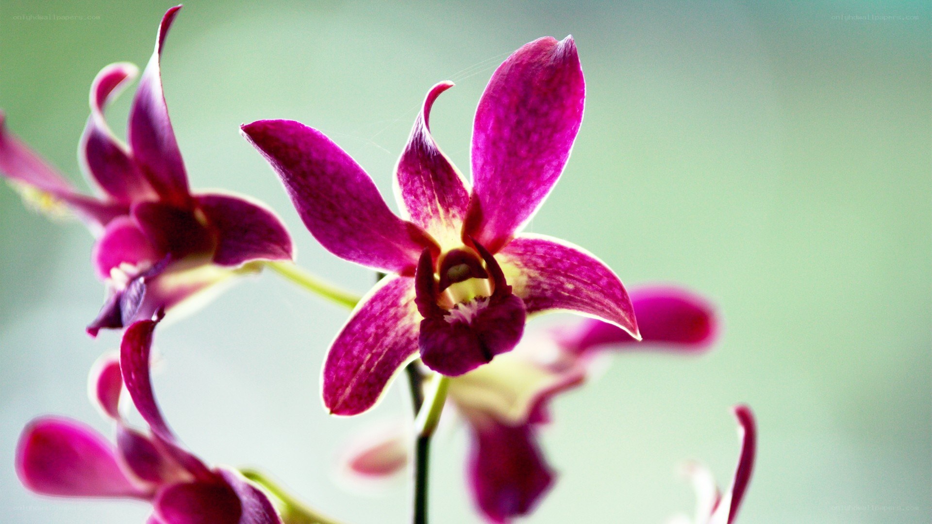 Purple orchid flowers in bloom