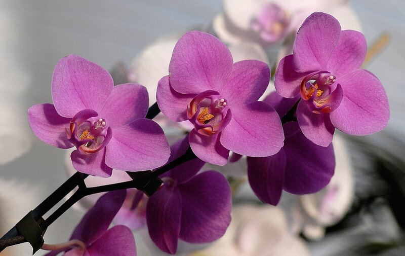 Purple orchid flowers in bloom