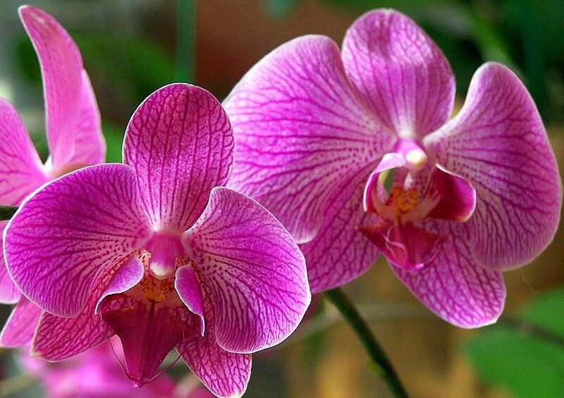 Purple orchid flowers in bloom
