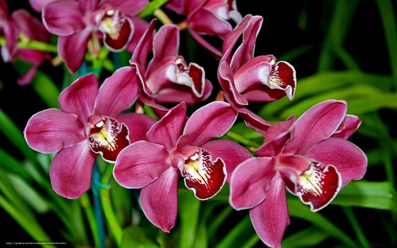 Purple orchid flowers in bloom