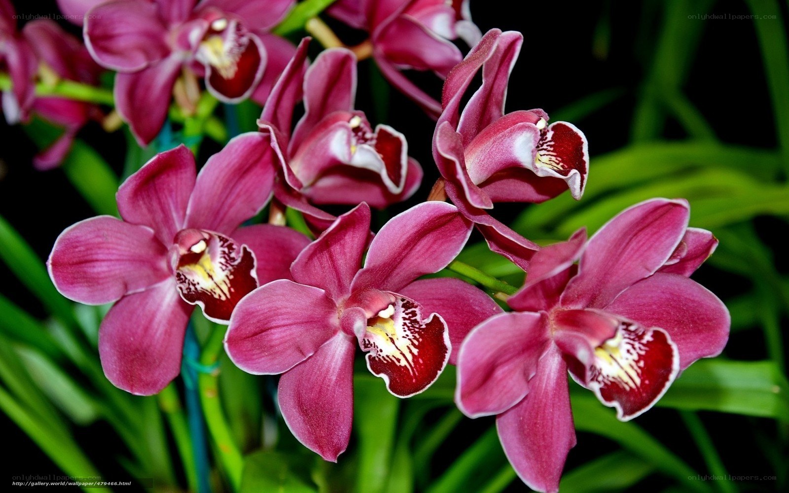 Purple orchid flowers in bloom