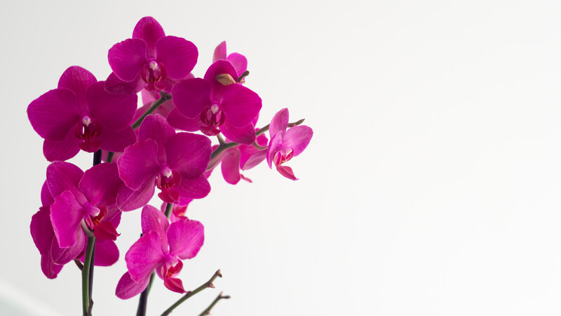 Purple Orchid Flowers — Magenta, Calm, Photograph