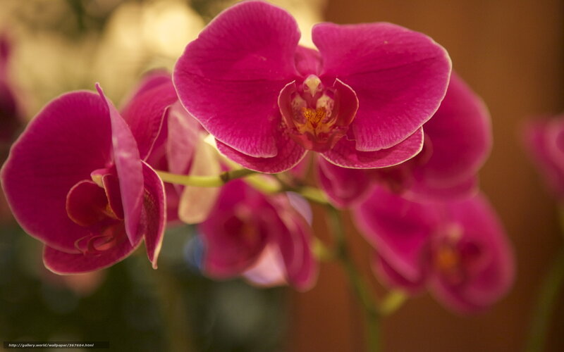 Purple Orchid Flowers — Magenta, Calm