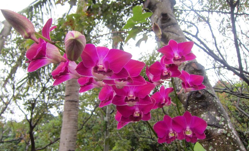 Purple Orchid Flowers — Magenta, Natural