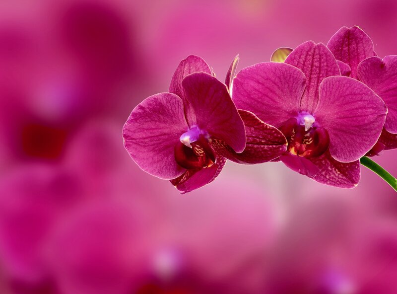 Purple Orchid Flowers — Magenta, Serene, Photograph