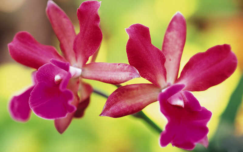 Purple Orchid Flowers — Magenta, Serene