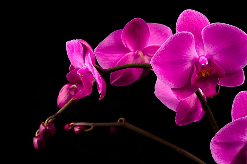 Purple Orchid Flowers — Magenta